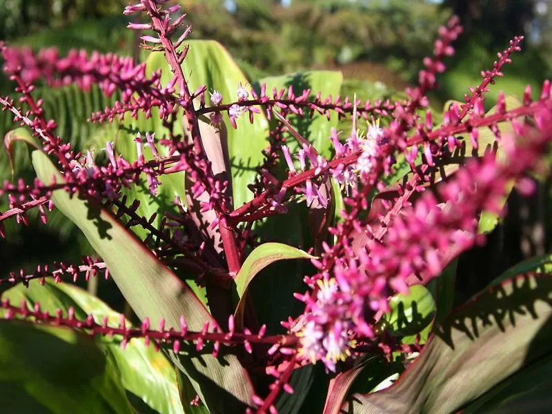 Ixchel Hawaii Hotel Fern Forest 2*,  United States