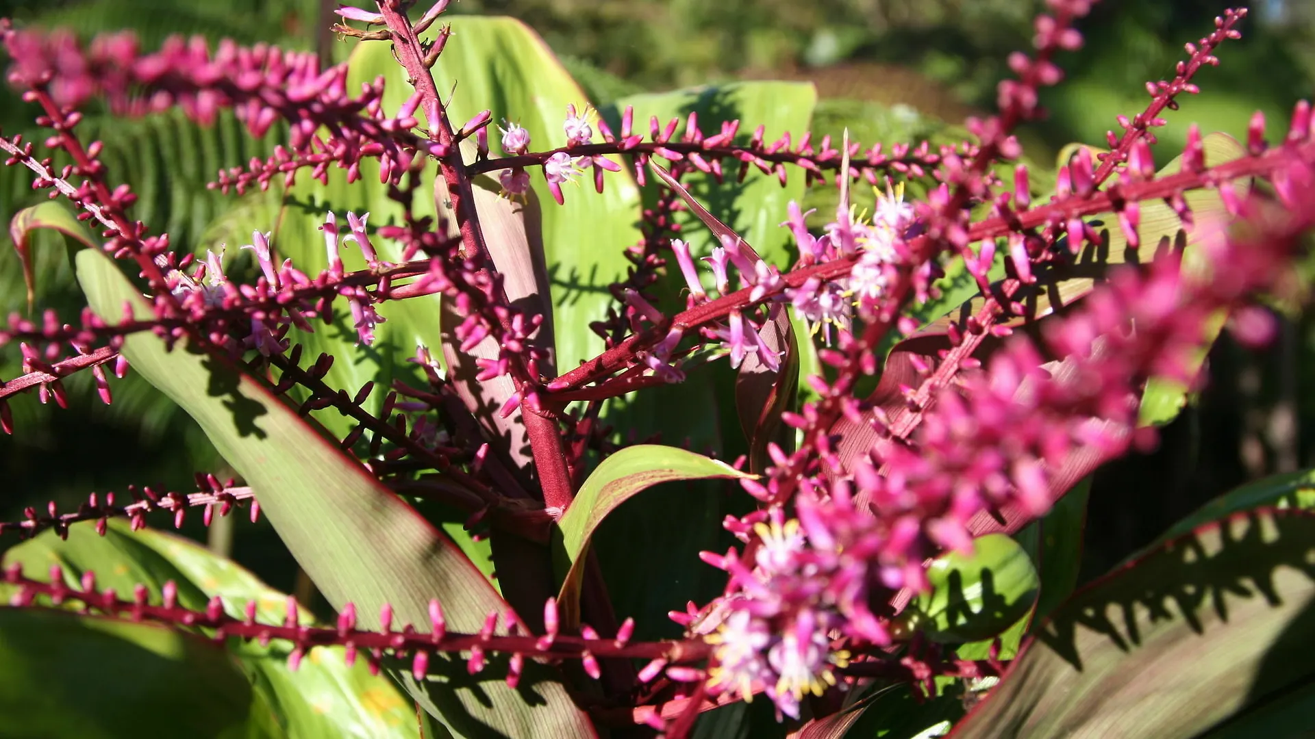 Ixchel Hawaii Hotel Fern Forest 2*,  United States